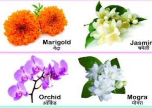 flowers name in hindi